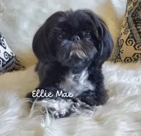 Ellie Mae, a female Shih Tzu for sale in Citrus Heights, CA – Photo 2 of 7