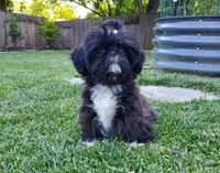 Ellie Mae, a female Shih Tzu for sale in Citrus Heights, CA – Photo 5 of 7