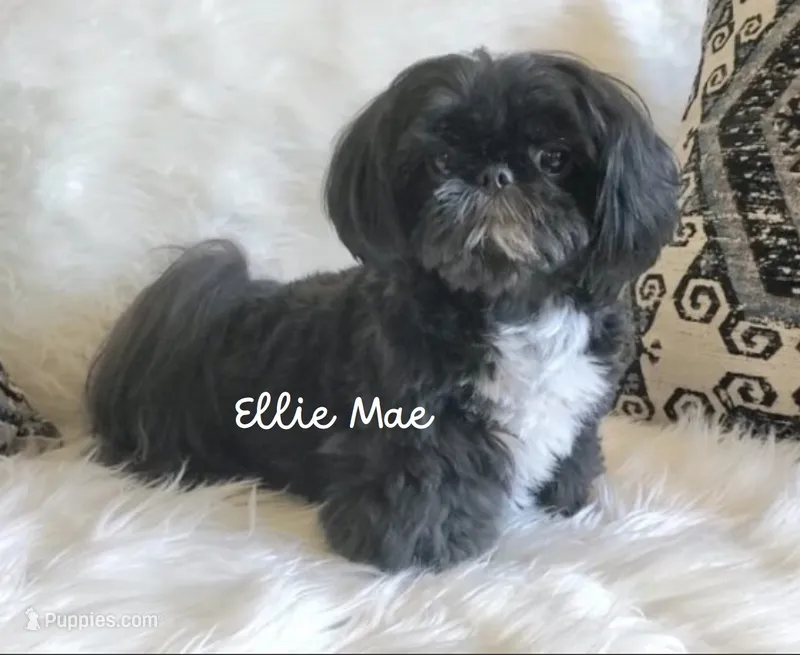 Ellie Mae