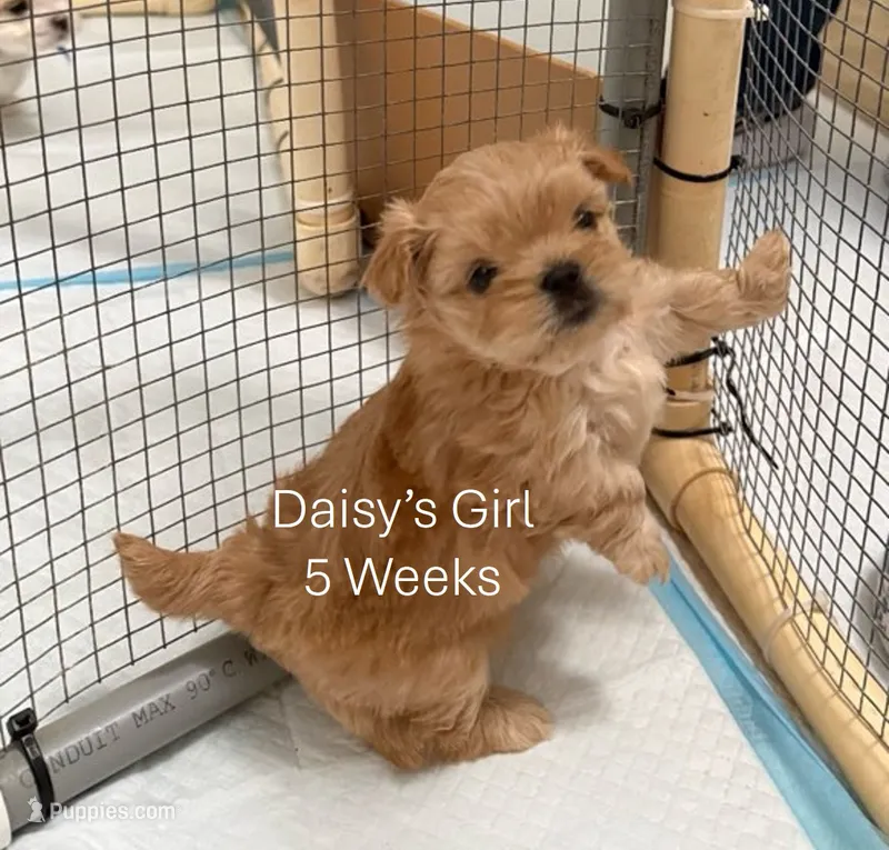 Daisy's Girl