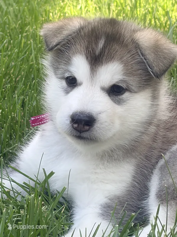 Miss Pink – Alaskan Malamute, Alaskan Husky puppy for sale in Denver, CO