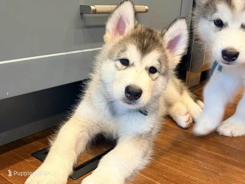 Mr Green – Alaskan Malamute, Alaskan Husky puppy for sale in Denver, CO