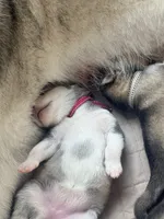 Miss Pink, a female Alaskan Malamute and Alaskan Husky for sale in Denver, CO – 2 of 7