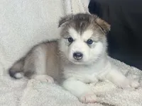 Miss White, a female Alaskan Malamute and Alaskan Husky for sale in Denver, CO – 2 of 4