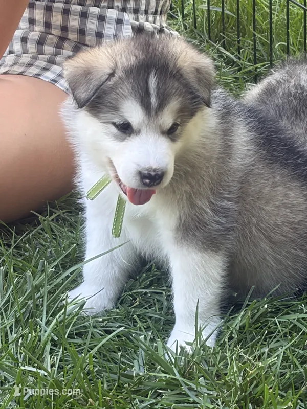 Miss Lime – Alaskan Malamute, Alaskan Husky puppy for sale in Denver, CO