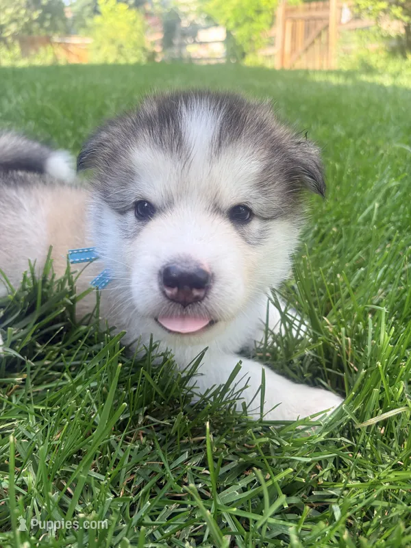 Mr Blue – Alaskan Malamute, Alaskan Husky puppy for sale in Denver, CO