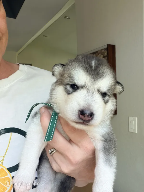 Mr Green – Alaskan Malamute, Alaskan Husky puppy for sale in Denver, CO
