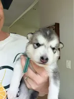 Mr Green, a male Alaskan Malamute and Alaskan Husky for sale in Denver, CO – 1 of 4