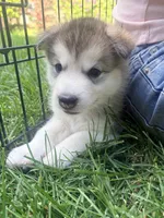 Miss White, a female Alaskan Malamute and Alaskan Husky for sale in Denver, CO – 4 of 4