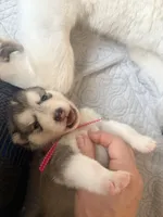 Miss Pink, a female Alaskan Malamute and Alaskan Husky for sale in Denver, CO – 3 of 7