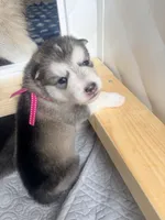 Miss Pink, a female Alaskan Malamute and Alaskan Husky for sale in Denver, CO – 4 of 7