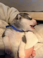 Miss Purple, a female Alaskan Malamute and Alaskan Husky for sale in Denver, CO – 3 of 4