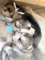 Mr Blue, a male Alaskan Malamute and Alaskan Husky for sale in Denver, CO – 3 of 7
