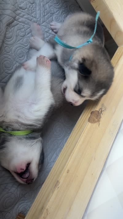 Miss Lime, a female Alaskan Malamute and Alaskan Husky for sale in Denver, CO – 4 of 4