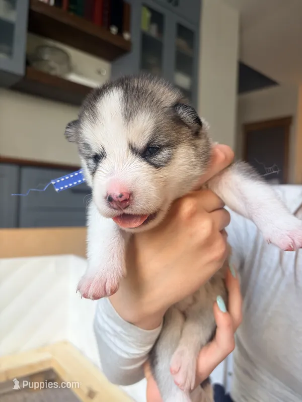 Miss Purple – Alaskan Malamute, Alaskan Husky puppy for sale in Denver, CO