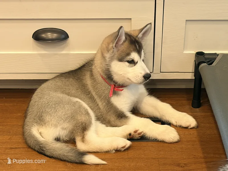Miss Pink – Alaskan Malamute, Alaskan Husky puppy for sale in Denver, CO