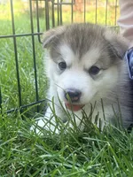 Miss White, a female Alaskan Malamute and Alaskan Husky for sale in Denver, CO – 3 of 4