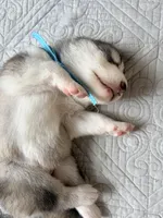 Mr Blue, a male Alaskan Malamute and Alaskan Husky for sale in Denver, CO – 2 of 7