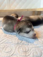 Miss Pink, a female Alaskan Malamute and Alaskan Husky for sale in Denver, CO – 6 of 7