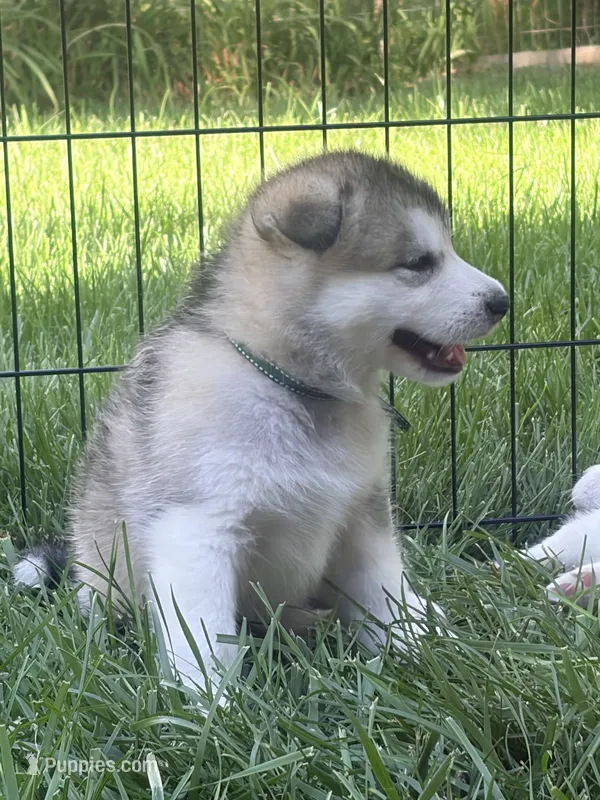 Mr Green – Alaskan Malamute, Alaskan Husky puppy for sale in Denver, CO