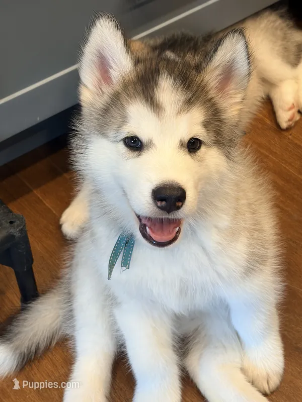 Mr Blue – Alaskan Malamute, Alaskan Husky puppy for sale in Denver, CO