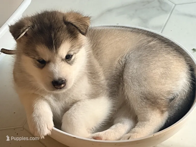 Miss White – Alaskan Malamute, Alaskan Husky puppy for sale in Denver, CO