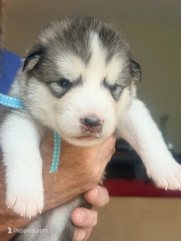 Mr Blue – Alaskan Malamute, Alaskan Husky puppy for sale in Denver, CO