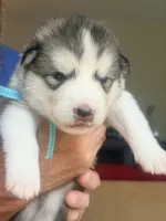 Mr Blue, a male Alaskan Malamute and Alaskan Husky for sale in Denver, CO – 1 of 7