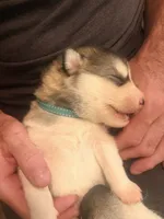 Mr Blue, a male Alaskan Malamute and Alaskan Husky for sale in Denver, CO – 7 of 7