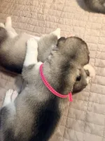 Miss Pink, a female Alaskan Malamute and Alaskan Husky for sale in Denver, CO – 5 of 7