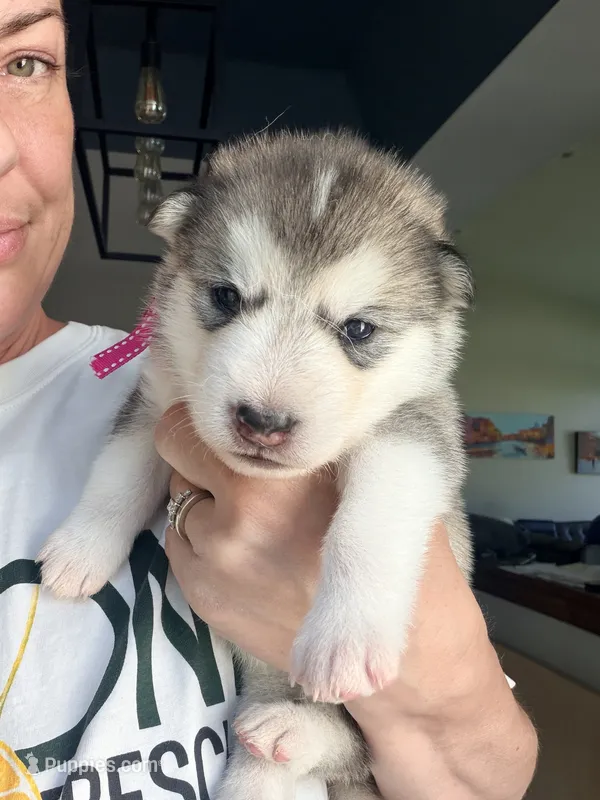 Miss Pink – Alaskan Malamute, Alaskan Husky puppy for sale in Denver, CO