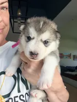 Miss Pink, a female Alaskan Malamute and Alaskan Husky for sale in Denver, CO – 1 of 7