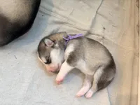 Miss Purple, a female Alaskan Malamute and Alaskan Husky for sale in Denver, CO – 4 of 4