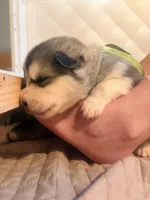 Miss Lime, a female Alaskan Malamute and Alaskan Husky for sale in Denver, CO – 3 of 4