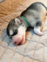 Mr Green, a male Alaskan Malamute and Alaskan Husky for sale in Denver, CO – 4 of 4