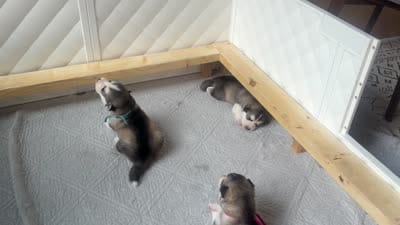 Mr Blue, a male Alaskan Malamute and Alaskan Husky for sale in Denver, CO – 5 of 7