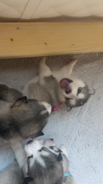Miss Pink, a female Alaskan Malamute and Alaskan Husky for sale in Denver, CO – 7 of 7