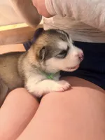 Miss Lime, a female Alaskan Malamute and Alaskan Husky for sale in Denver, CO – 2 of 4