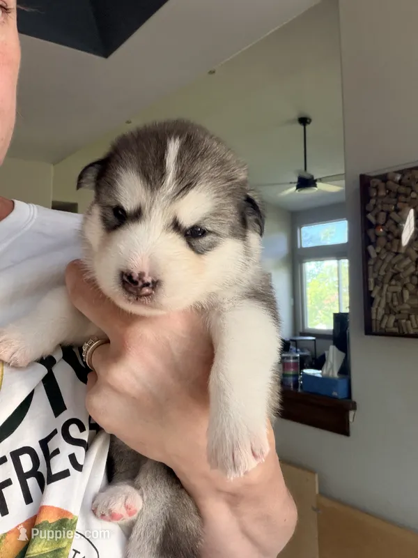 Miss Lime – Alaskan Malamute, Alaskan Husky puppy for sale in Denver, CO