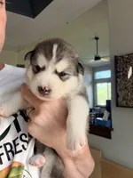 Miss Lime, a female Alaskan Malamute and Alaskan Husky for sale in Denver, CO – 1 of 4