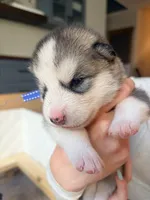 Miss Purple, a female Alaskan Malamute and Alaskan Husky for sale in Denver, CO – 2 of 4