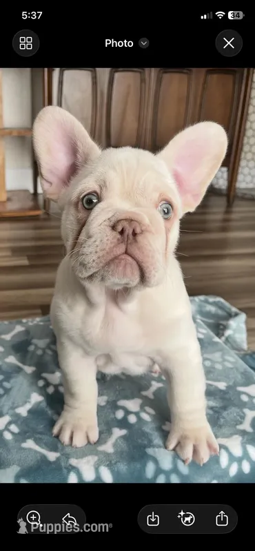 Polar – French Bulldog puppy for sale in Durant, OK