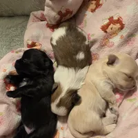 Jasmine, a female Morkie for sale in Klamath Falls, OR – Photo 2 of 10