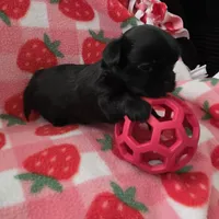 Jasmine, a female Morkie for sale in Klamath Falls, OR – Photo 6 of 10