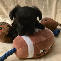 Jasmine, a female Morkie for sale in Klamath Falls, OR – Photo 5 of 10