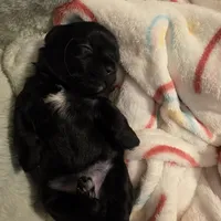 Jasmine, a female Morkie for sale in Klamath Falls, OR – Photo 4 of 10