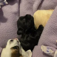 Jasmine, a female Morkie for sale in Klamath Falls, OR – Photo 7 of 10