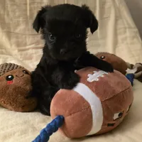 Jasmine, a female Morkie for sale in Klamath Falls, OR – Photo 1 of 10
