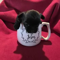 Jasmine, a female Morkie for sale in Klamath Falls, OR – Photo 8 of 10