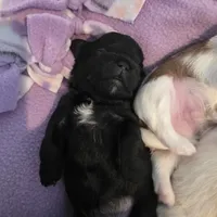 Jasmine, a female Morkie for sale in Klamath Falls, OR – Photo 3 of 10